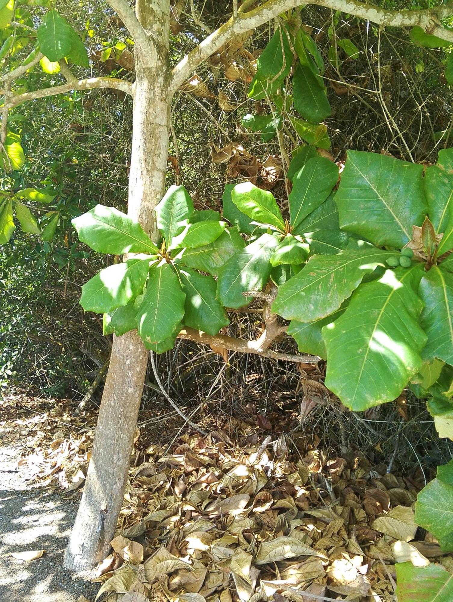 Canario Puerto Villamil Eksteriør bilde
